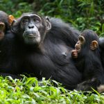 5-Days Queen Elizabeth And Chimpanzee Trekking