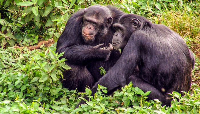 Kibale National Park