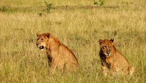 Kidepo Valley national park