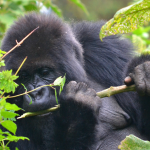 5-Days Gorilla Trekking Rwanda