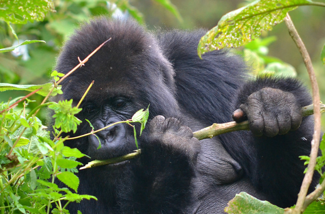 5-Days Gorilla Trekking Rwanda