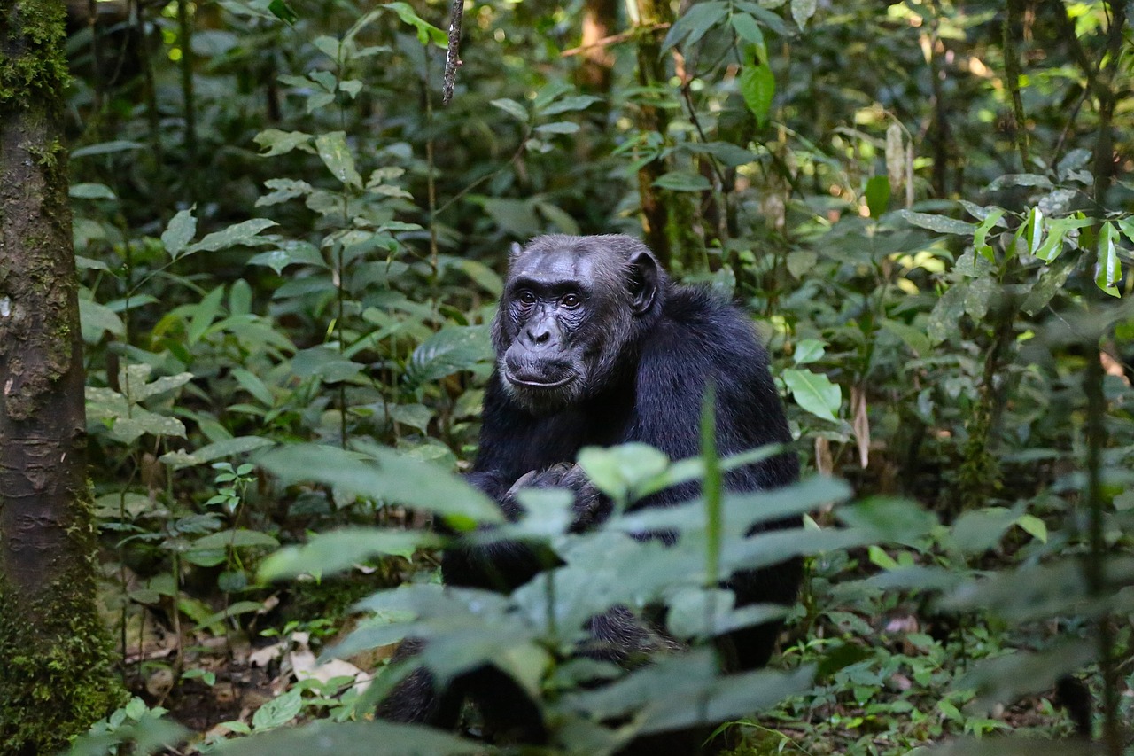 3 day Chimpanzee Tracking tour