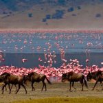 4 DAYS 3 NIGHTS SERENGETI & NGORONGORO TENTED CAMP SAFARI