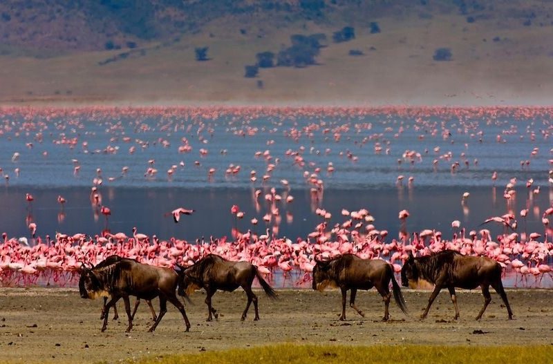 4 DAYS 3 NIGHTS SERENGETI & NGORONGORO TENTED CAMP SAFARI