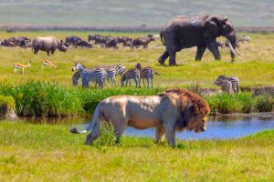 Ngorongoro Conservation Area