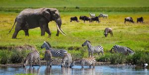 Serengeti national park