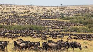 Serengeti national park