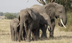 Mountain Elgon National Park