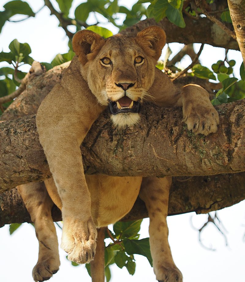 3-Day Queen Elizabeth National Park - Queen Elizabeth National Park