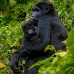 4-Day Gorilla trekking Uganda