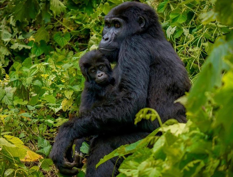 4-Day Gorilla trekking Uganda