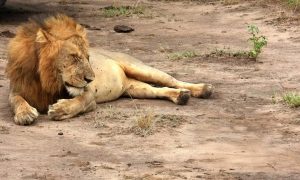 3-Day Murchison Falls Safari