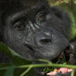 3-day gorilla trekking safari Uganda