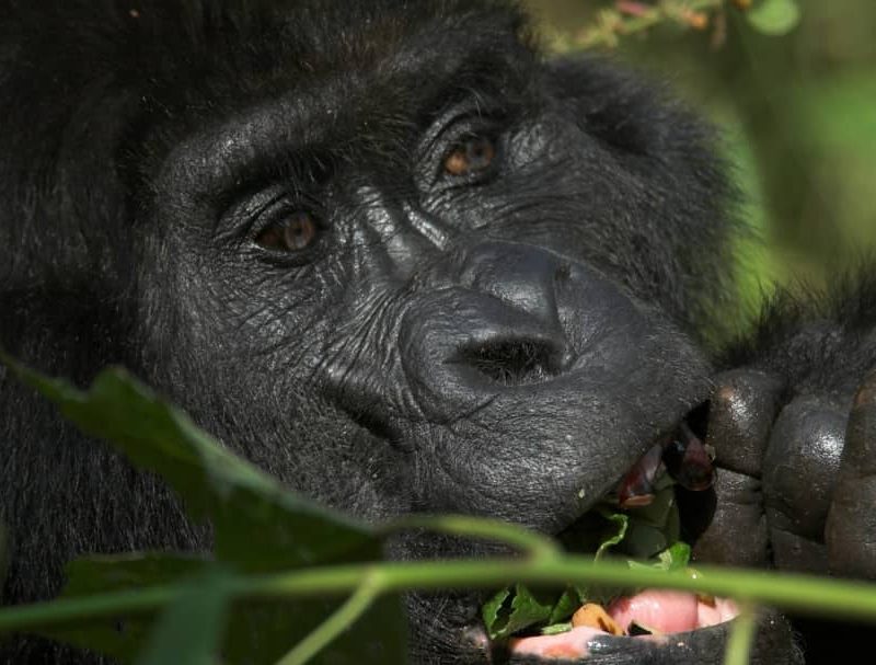 3-day gorilla trekking safari Uganda