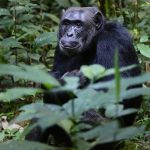 3-Day Kibale Chimpanzee Tracking Uganda