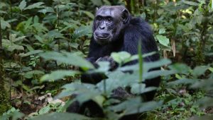 3-Day Kibale Chimpanzee Tracking Uganda