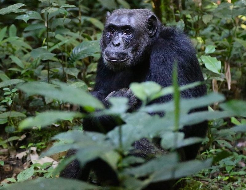 3-Day Kibale Chimpanzee Tracking Uganda