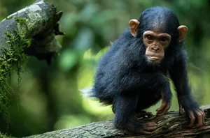 Chimpanzee Trekking in Uganda