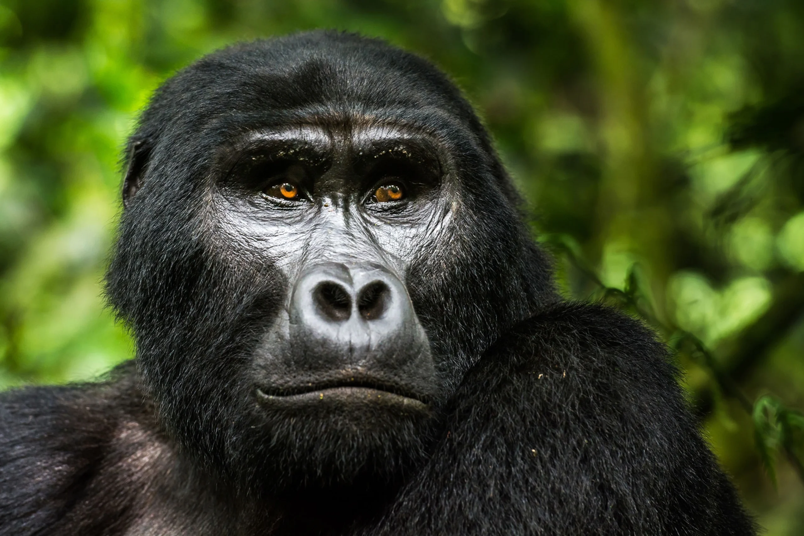 Gorilla Trekking in Uganda - Bwindi Impenetrable National Park