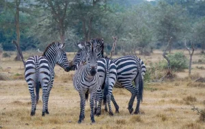 Lake Mburo National Park