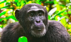 8-Day Uganda Primate Safari