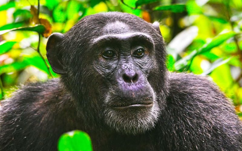 8-Day Uganda Primate Safari