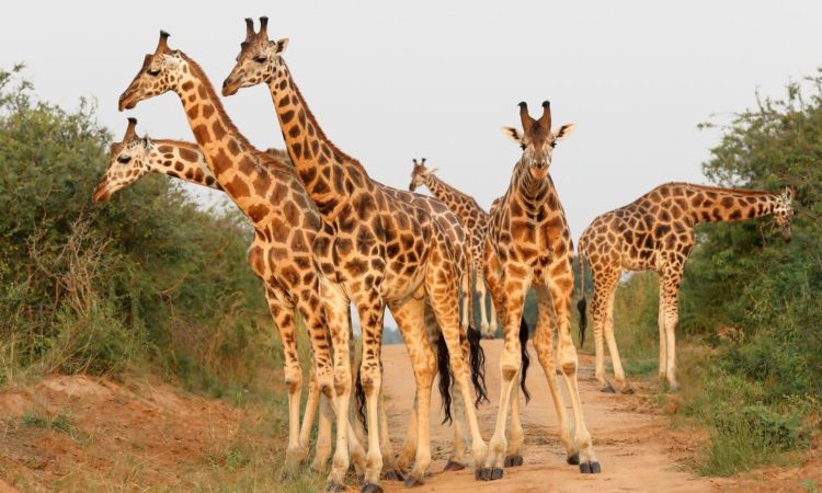 10-Day Uganda Family Safari