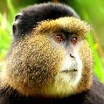 6-Day Rwanda Primates Safari