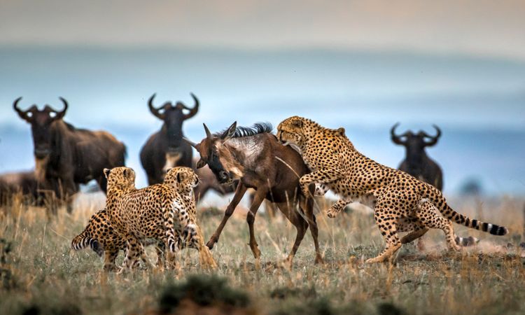 4-Day Masai Mara Safari